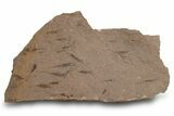 Eocrinoid (Ascocystites) Mortality Plate - Ordovician #305168-1